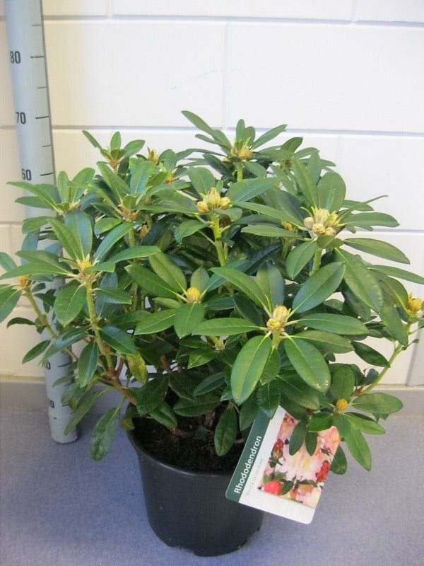  Rhododendron (Rhododendron 'Percy Wiseman')
