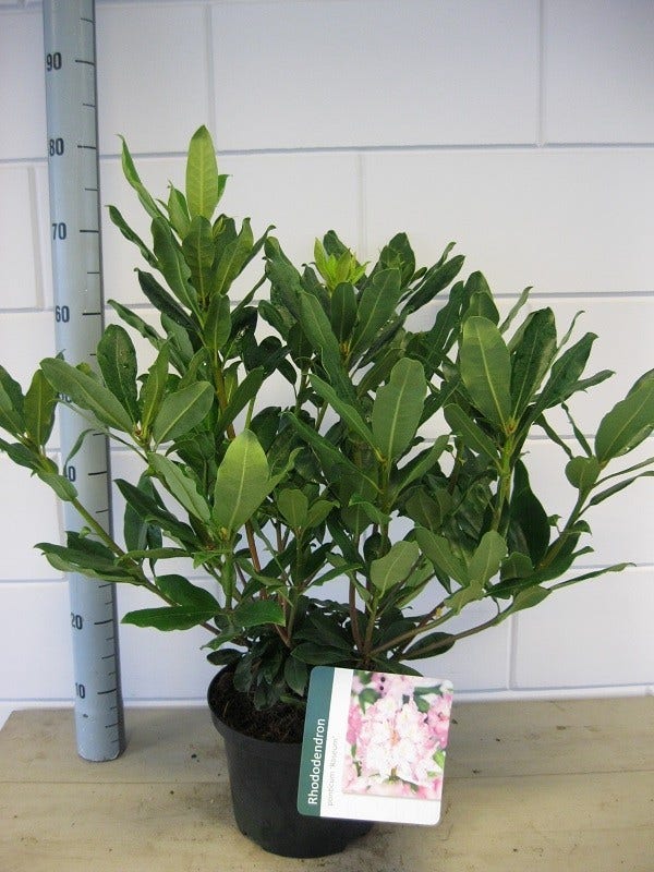 Bosrhododendron (Rhododendron Ponticum 'Roseum')