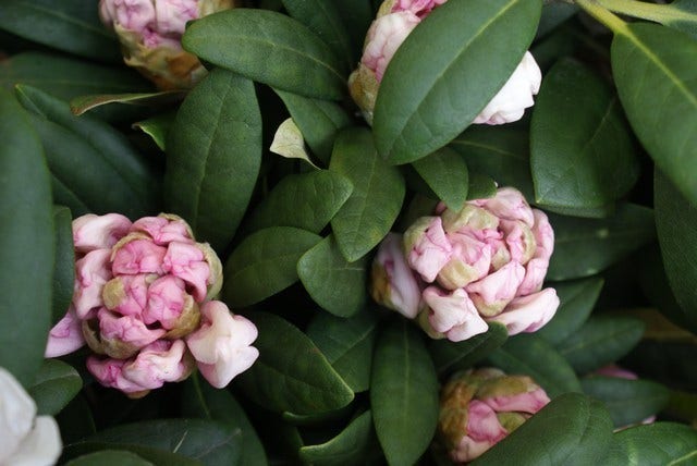  Dwergrhododendron (Rhododendron 'Porzellan')