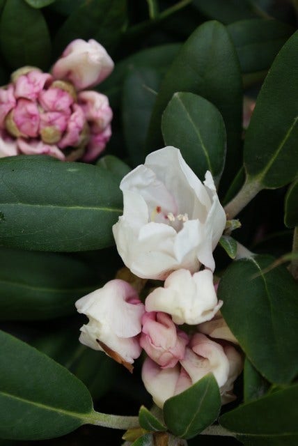  Dwergrhododendron (Rhododendron 'Porzellan')