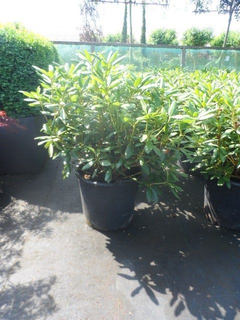  Rhododendron (Rhododendron 'Roseum Elegans')