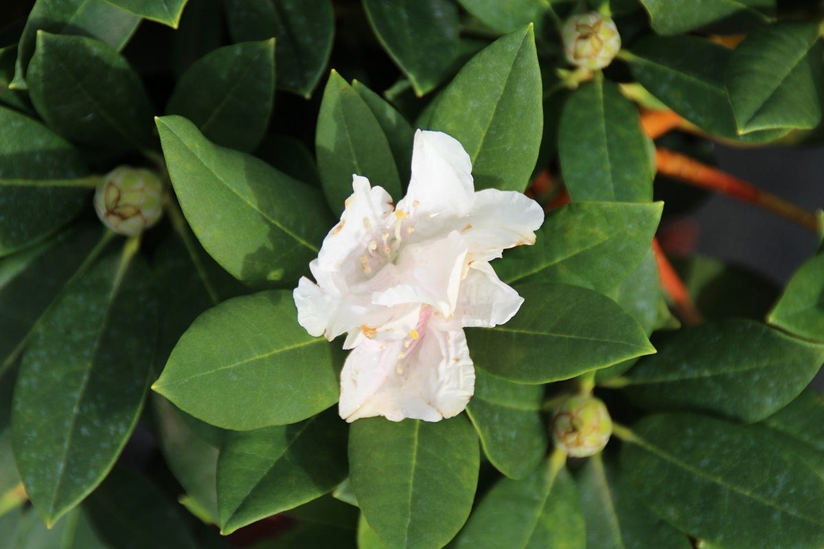  Dwergrhododendron (Rhododendron 'Golden Torch')