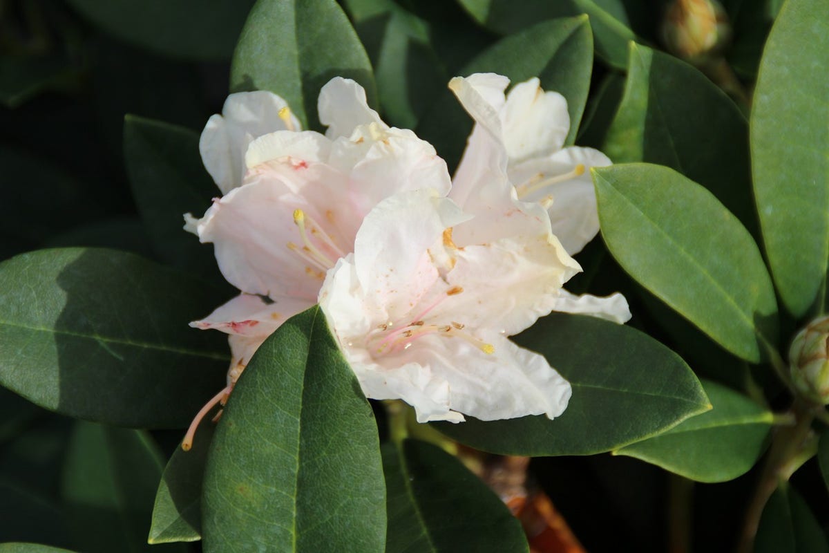  Dwergrhododendron (Rhododendron 'Golden Torch')