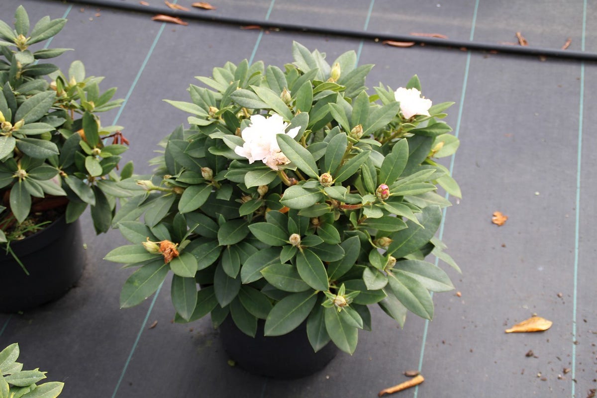  Dwergrhododendron (Rhododendron 'Golden Torch')
