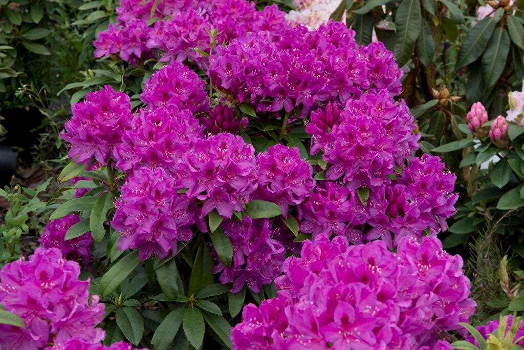  Rhododendron (Rhododendron 'Anah Kruschke')