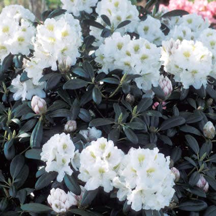  Dwergrhododendron (Rhododendron 'Porzellan')