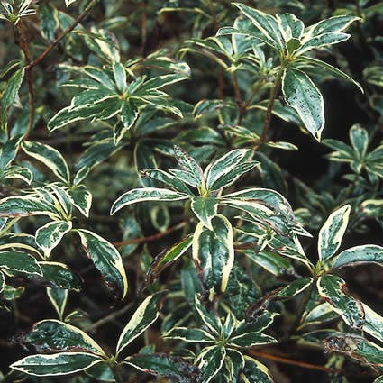 Bosrhododendron (Rhododendron Ponticum 'Variegatum')