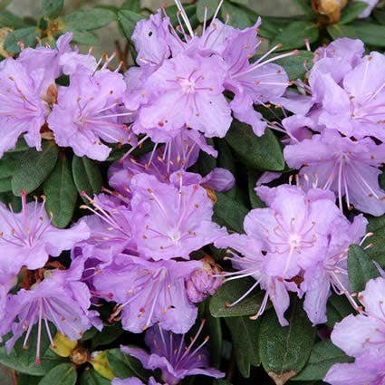  Dwergrhododendron (Rhododendron 'Ramapo')
