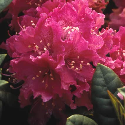  Rhododendron (Rhododendron 'Rocket')
