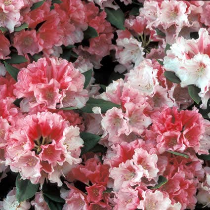  Rhododendron (Rhododendron 'Sneezy')