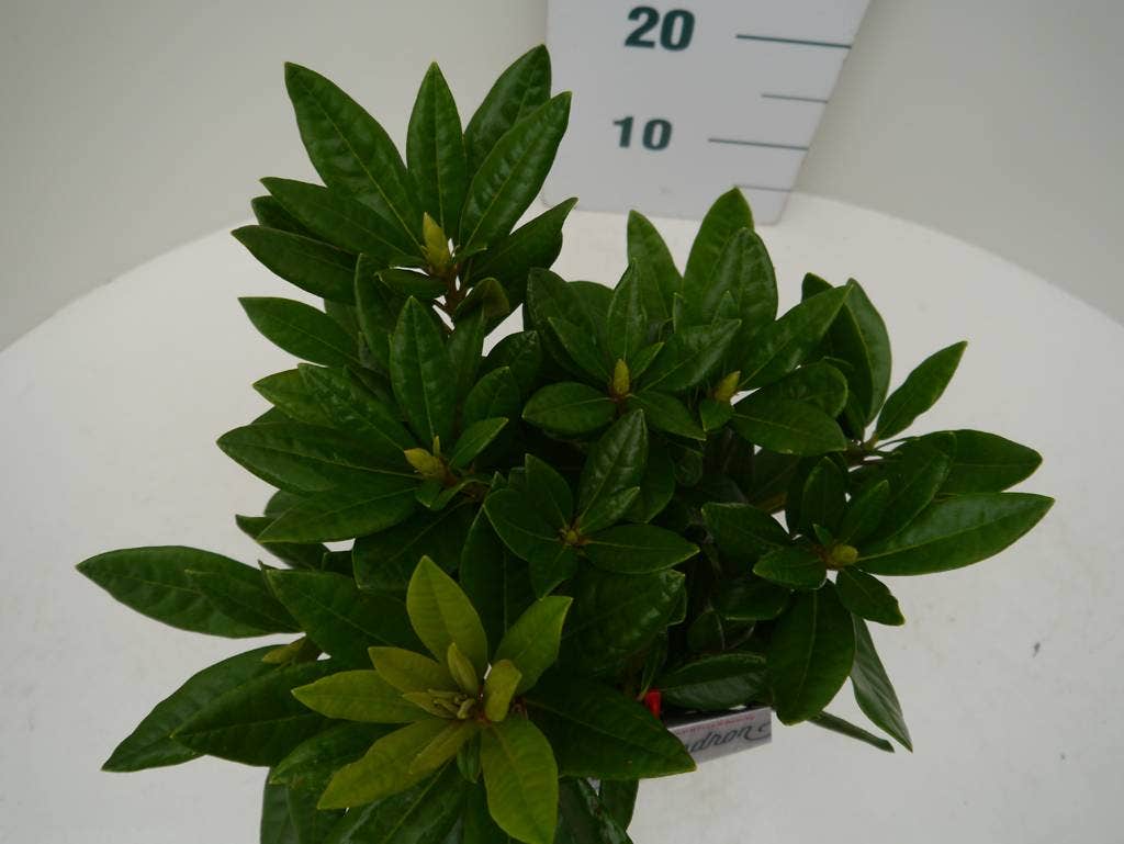 Rhododendron (Rhododendron 'Rocket')