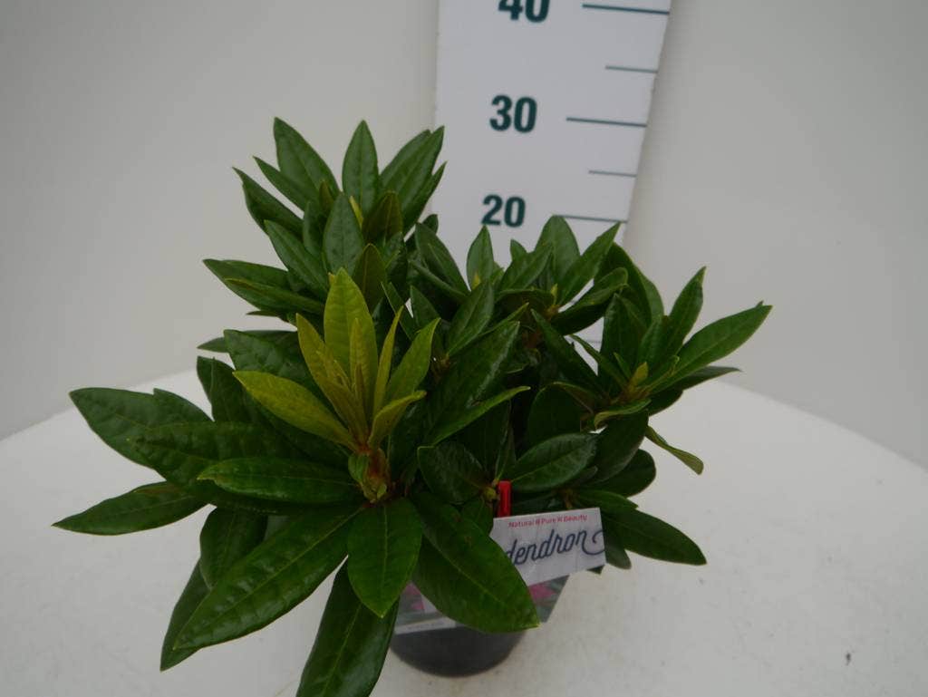  Rhododendron (Rhododendron 'Rocket')