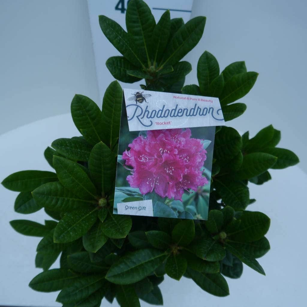  Rhododendron (Rhododendron 'Rocket')