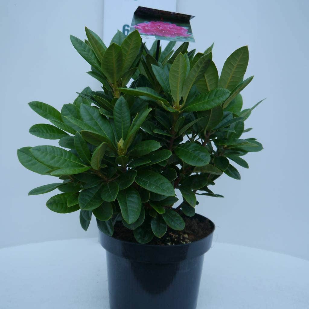  Rhododendron (Rhododendron 'Rocket')