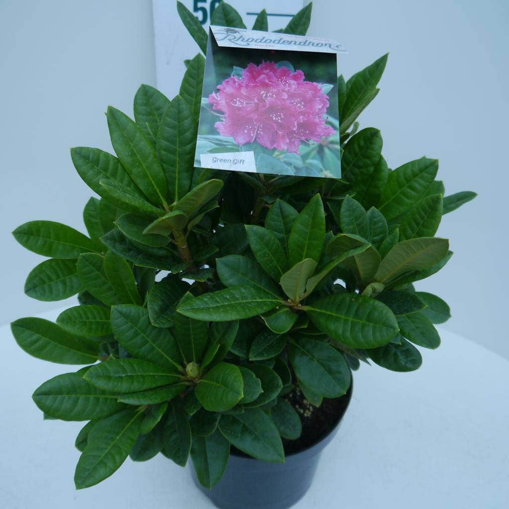  Rhododendron (Rhododendron 'Rocket')