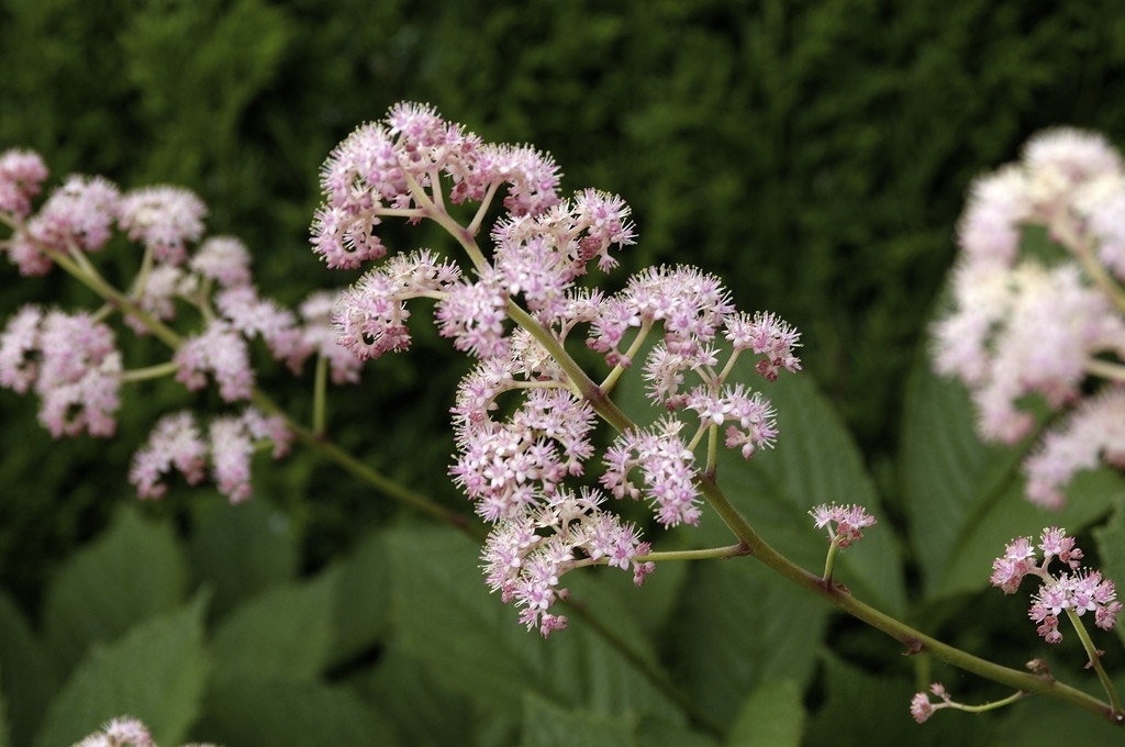  Schout-bij-nacht (Rodgersia Pinnata)