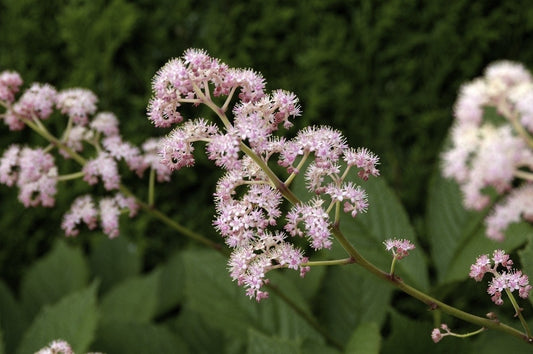  Schout-bij-nacht (Rodgersia Pinnata)