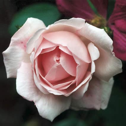  Klimroos (Rosa 'New Dawn')