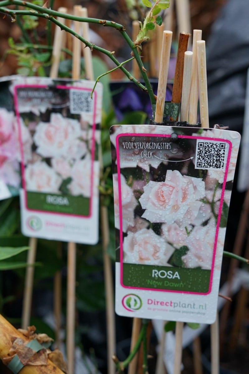  Klimroos (Rosa 'New Dawn')