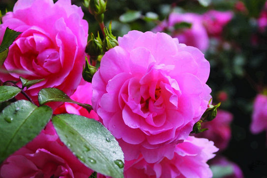  Stamroos (Rosa 'Bonica 82')