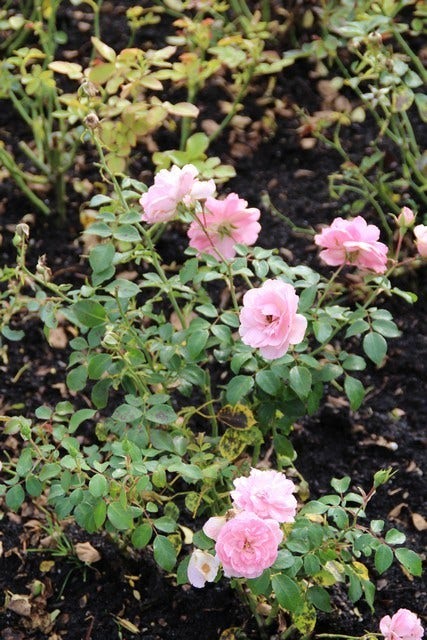  Stamroos (Rosa 'Bonica 82')