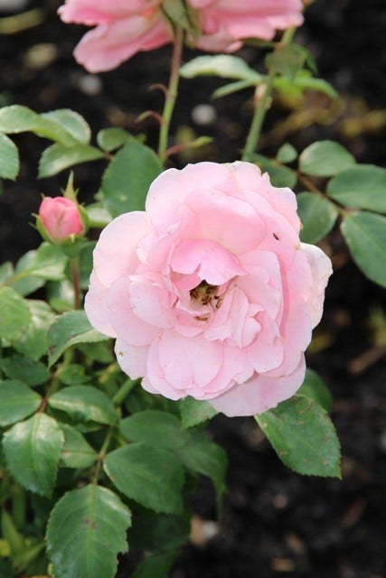 Trosroos (Rosa 'Bonica 82')