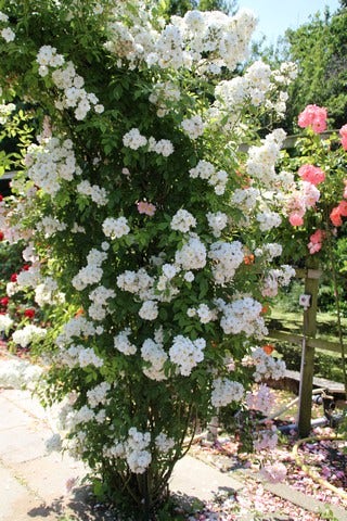  Miniklimroos (Rosa 'Guirlande D'Amour')