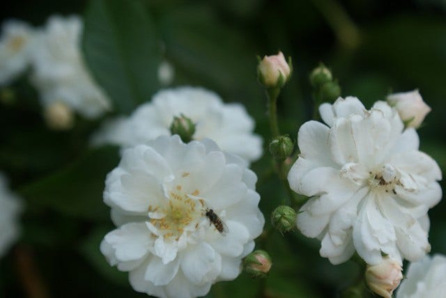  Miniklimroos (Rosa 'Guirlande D'Amour')
