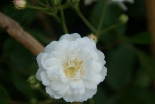  Miniklimroos (Rosa 'Guirlande D'Amour')