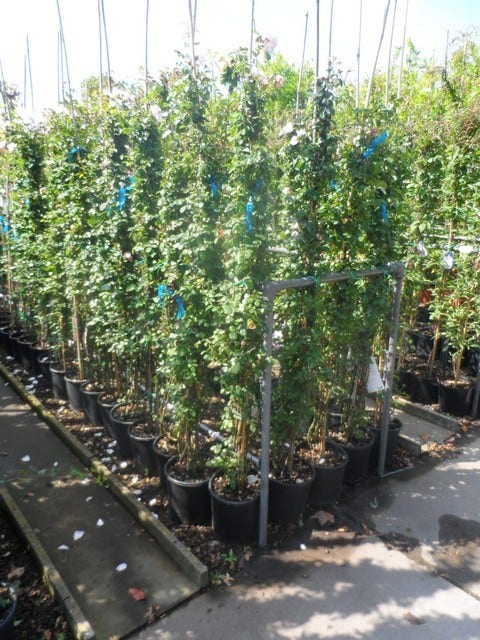  Klimroos (Rosa 'New Dawn')