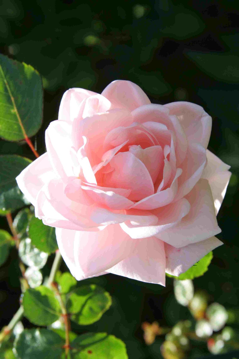  Klimroos (Rosa 'New Dawn')