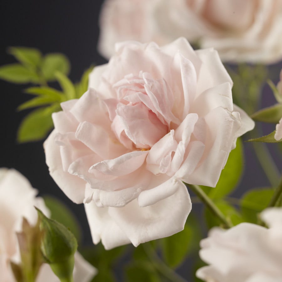  Klimroos (Rosa 'New Dawn')
