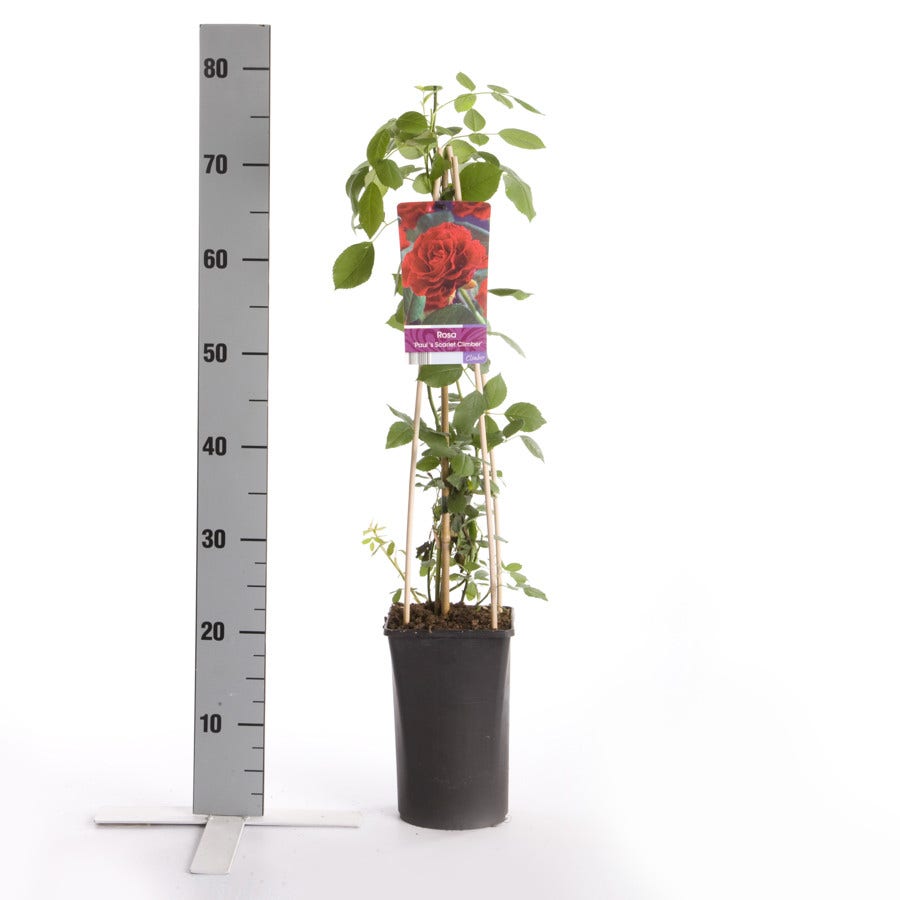  Klimroos (Rosa 'Paul's Scarlet Climber')