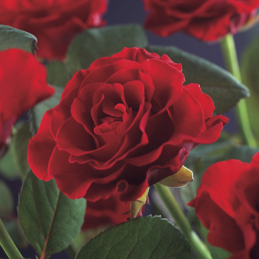  Klimroos (Rosa 'Paul's Scarlet Climber')