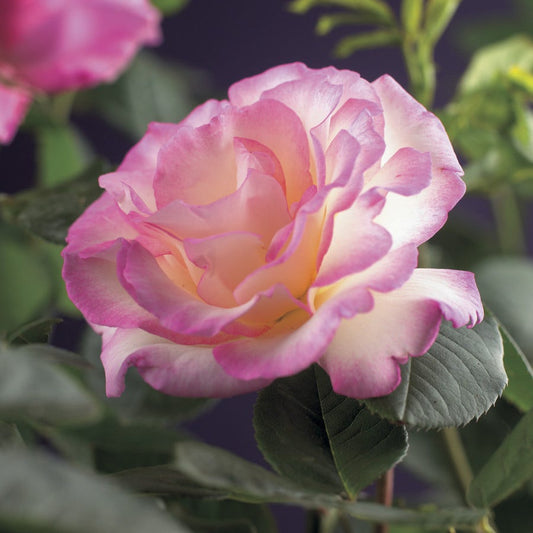  Klimroos (Rosa 'pink Candy')