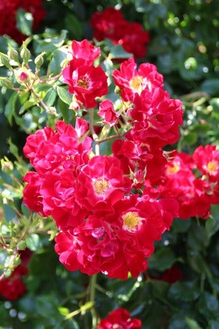  Miniklimroos (Rosa 'Rambling Rosie')