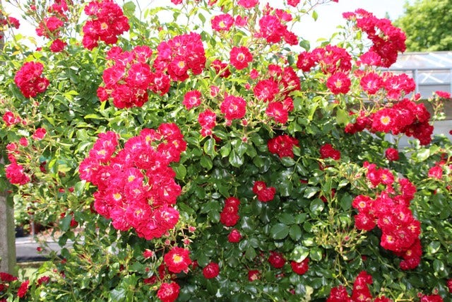  Miniklimroos (Rosa 'Rambling Rosie')