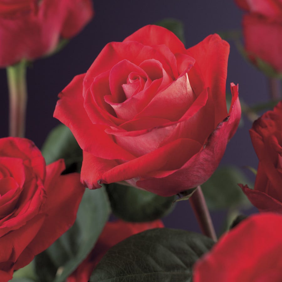  Klimroos (Rosa 'red Climber')