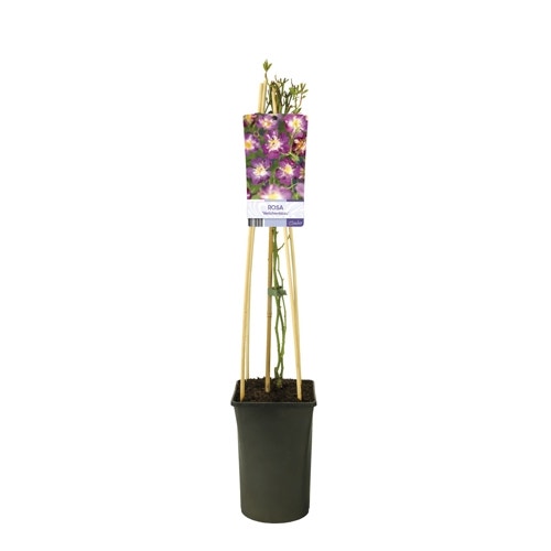  Klimroos (Rosa 'Veilchenblau')
