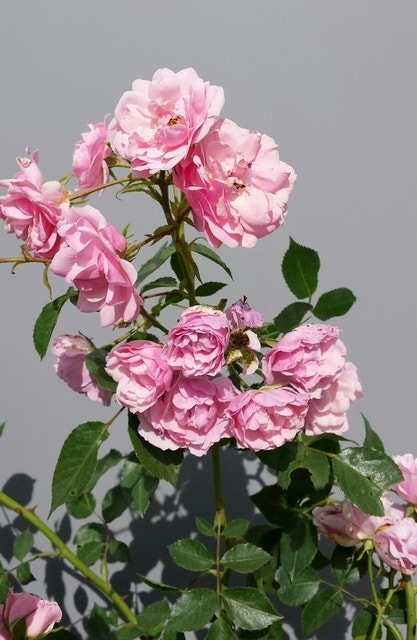  Trosroos (Rosa 'Bonica 82')