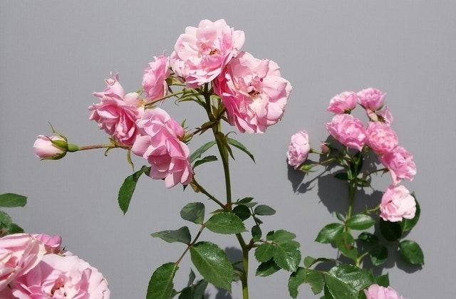  Trosroos (Rosa 'Bonica 82')