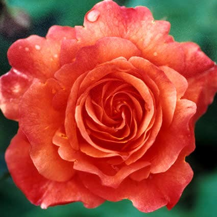  Klimroos (Rosa 'Westerland')