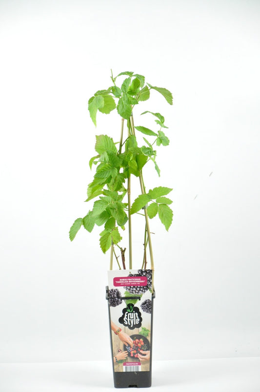  Braam (Rubus Frut.'Thornless Boysenberry')