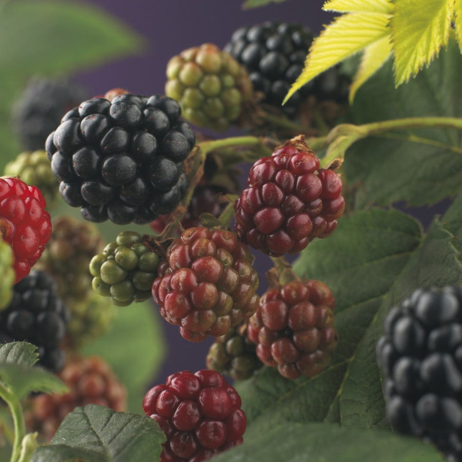  Braam (Rubus Fruticosa 'Himalaya')