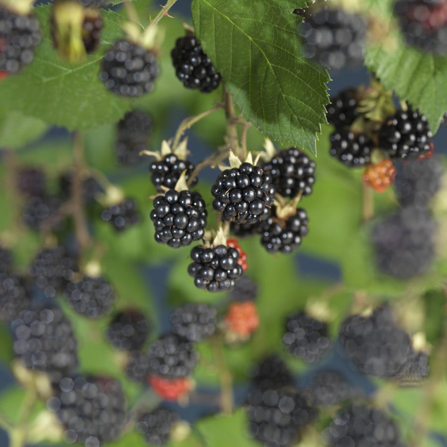  Braam (Rubus Fruticosa 'Himalaya')