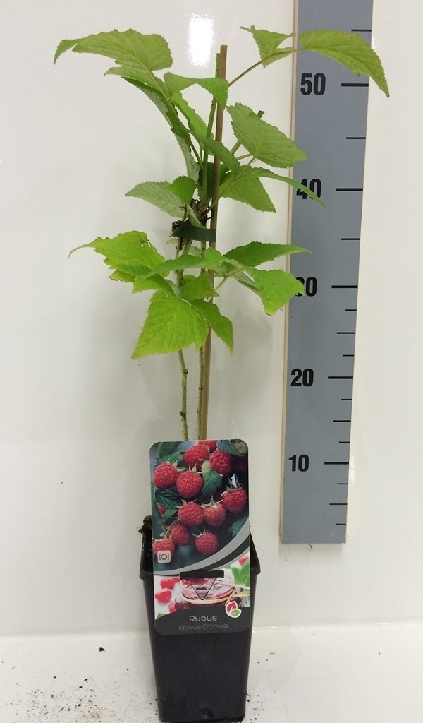  Framboos (Rubus Idaeus 'Ottawa') 