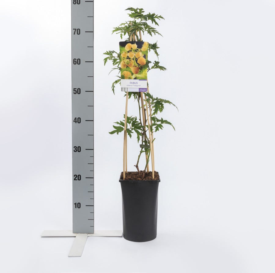  Framboos (Rubus Idaeus 'Fallgold')