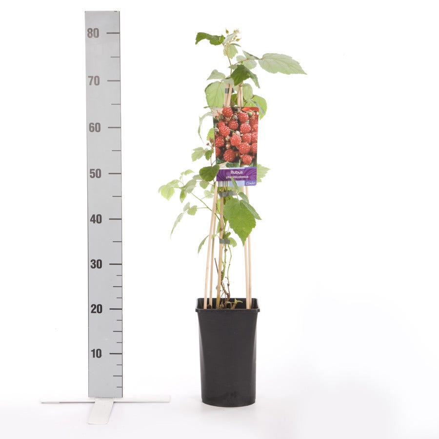 Japanse Wijnbes (Rubus Phoenicolasius)