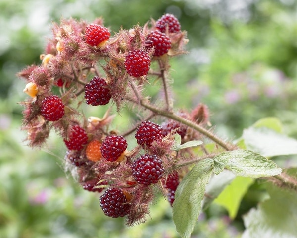  Japanse Wijnbes (Rubus Phoenicolasius)