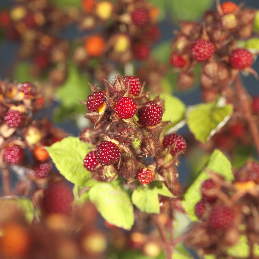  Japanse Wijnbes (Rubus Phoenicolasius)